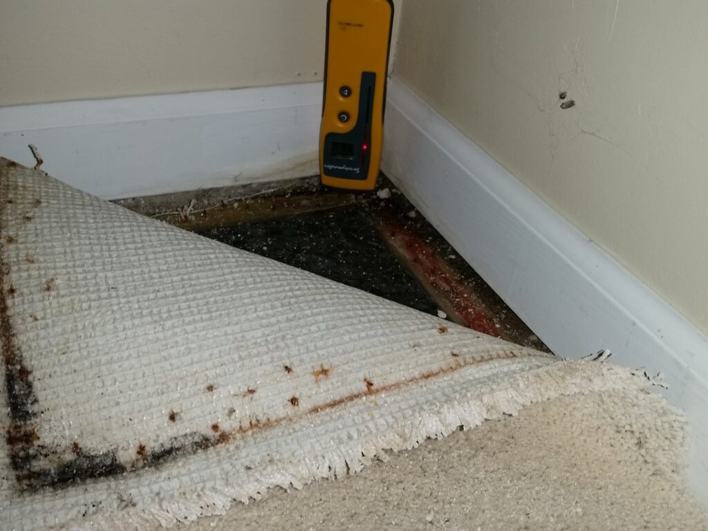 Mold found under carpets